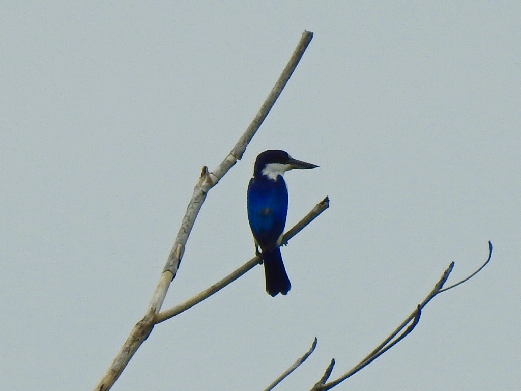 Forest Kingfisher - Kasun Bodawatta