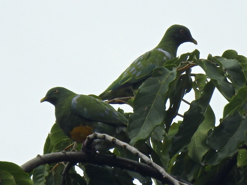 Orange-bellied Fruit-Dove - ML176367301