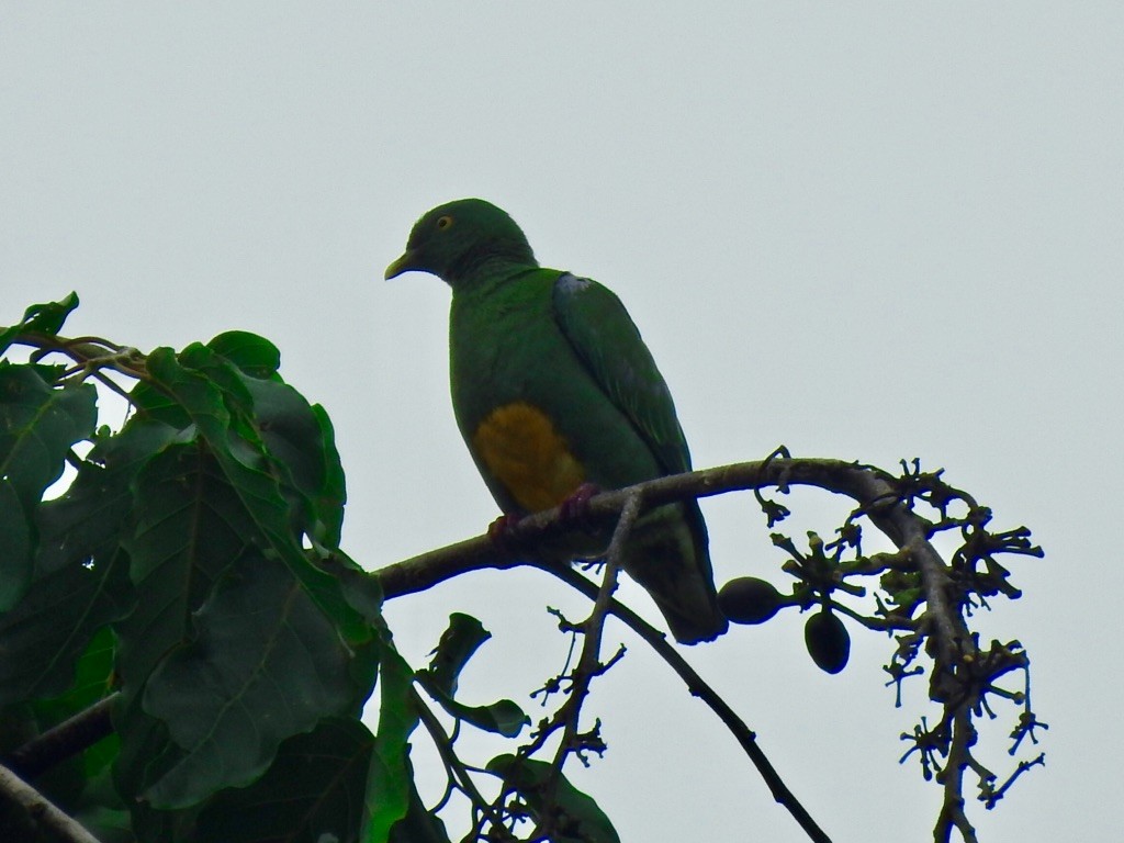 Orange-bellied Fruit-Dove - ML176367311