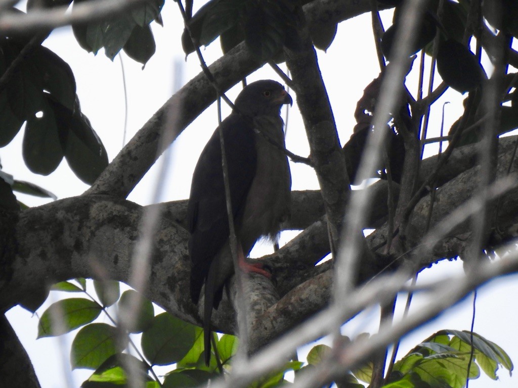 Collared Sparrowhawk - ML176367371