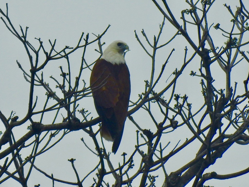 Brahminy Kite - ML176367381