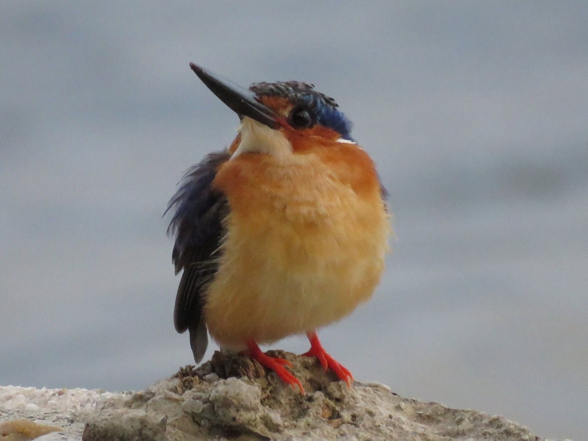 Malagasy Kingfisher - Rita Souza
