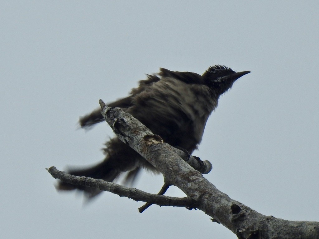 Streak-headed Honeyeater - Kasun Bodawatta