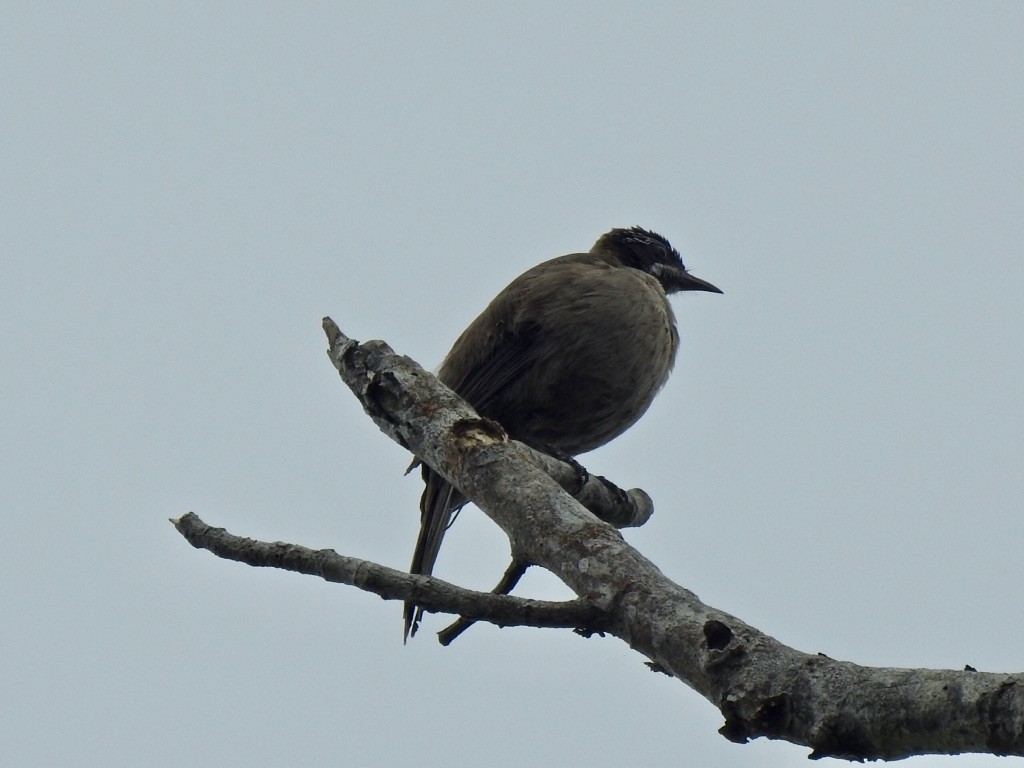 Streak-headed Honeyeater - Kasun Bodawatta