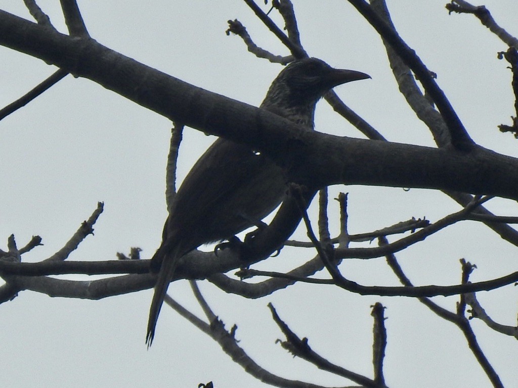 Brown Oriole - ML176367571