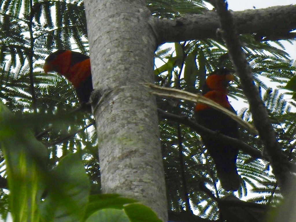 Black-capped Lory - Kasun Bodawatta