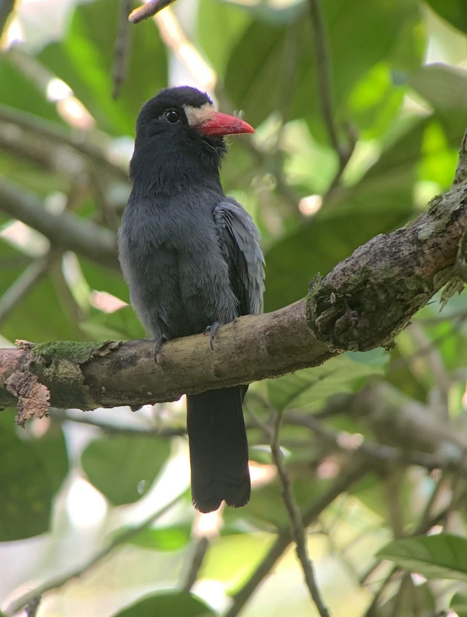 White-fronted Nunbird - ML176369531