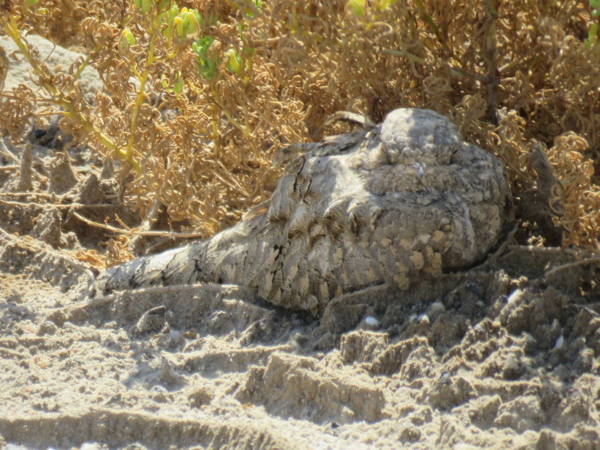 Egyptian Nightjar - ML176370791