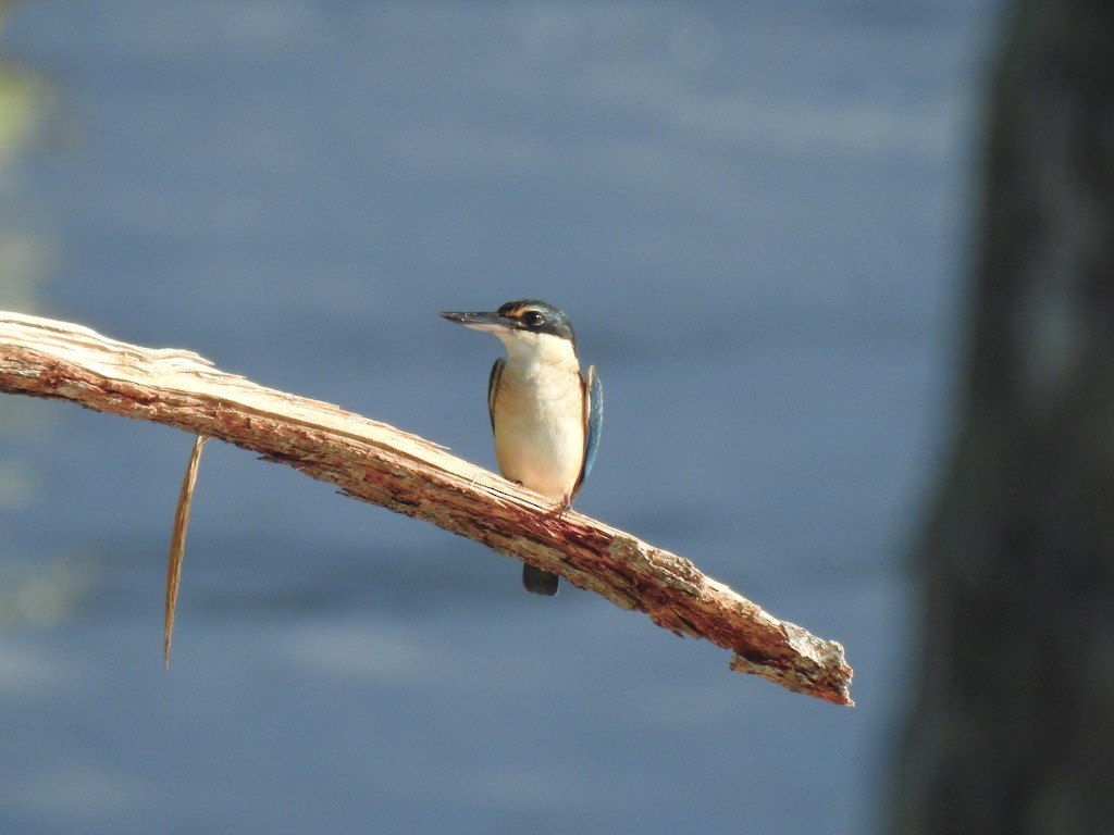 Sacred Kingfisher - ML176370981