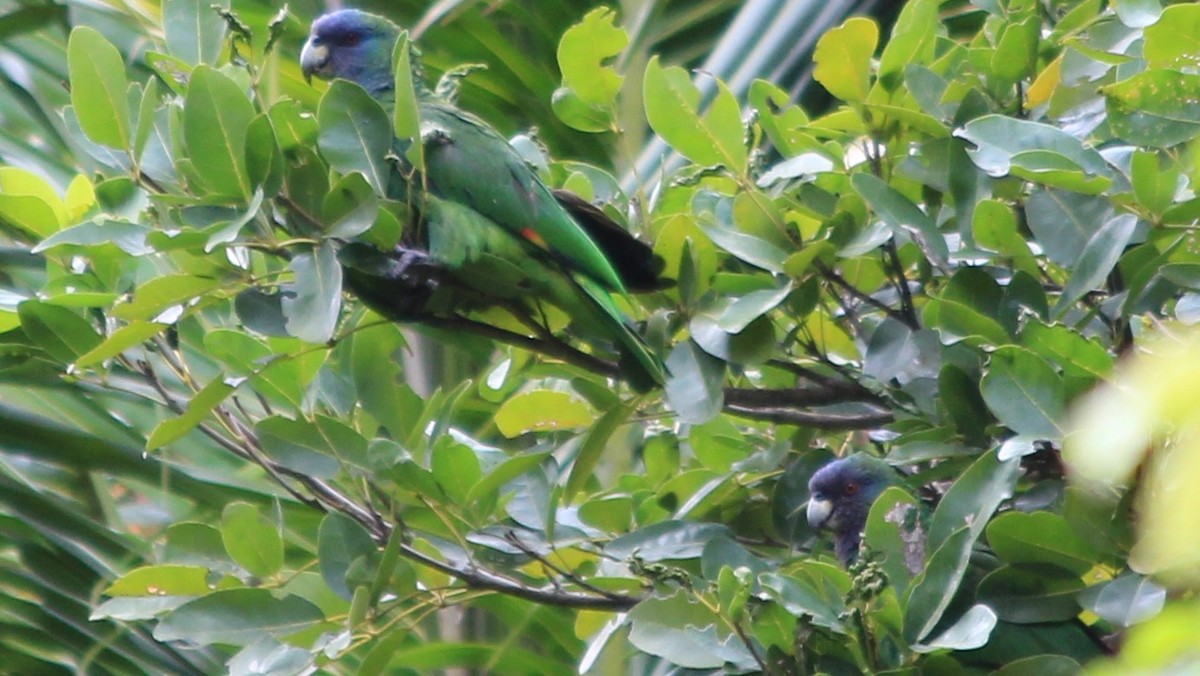 Red-necked Parrot - Anonymous