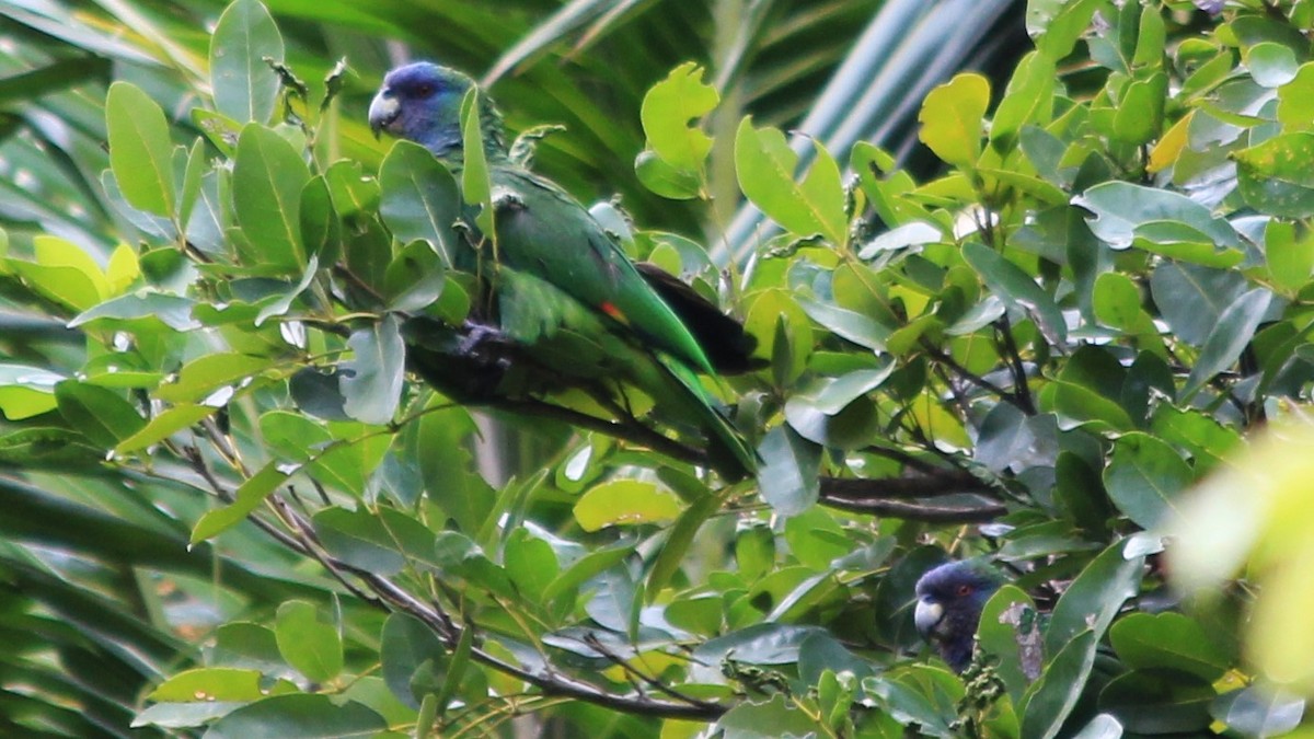 Red-necked Parrot - ML176371301