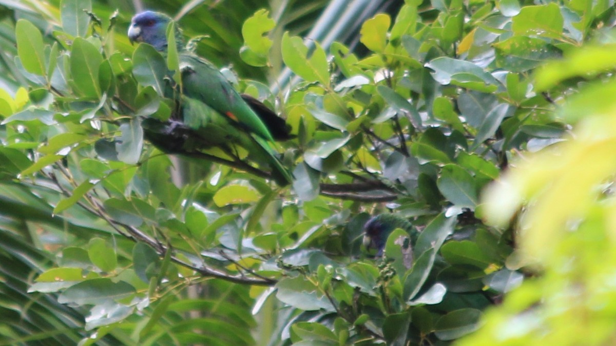 Red-necked Amazon - ML176371311