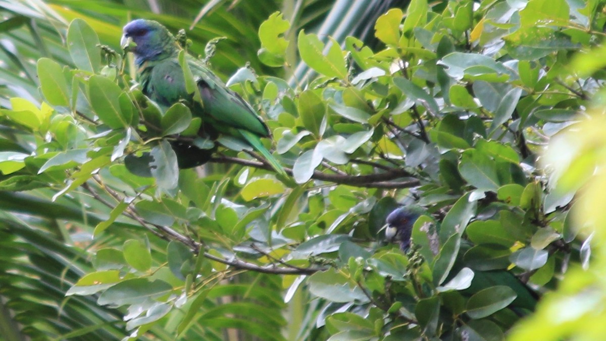 Red-necked Amazon - ML176371321