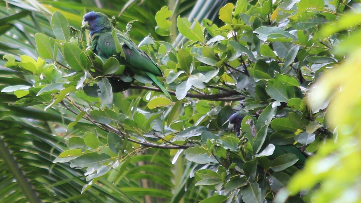 Red-necked Amazon - ML176371351