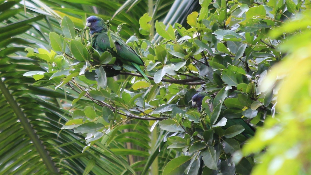 Red-necked Parrot - ML176371361