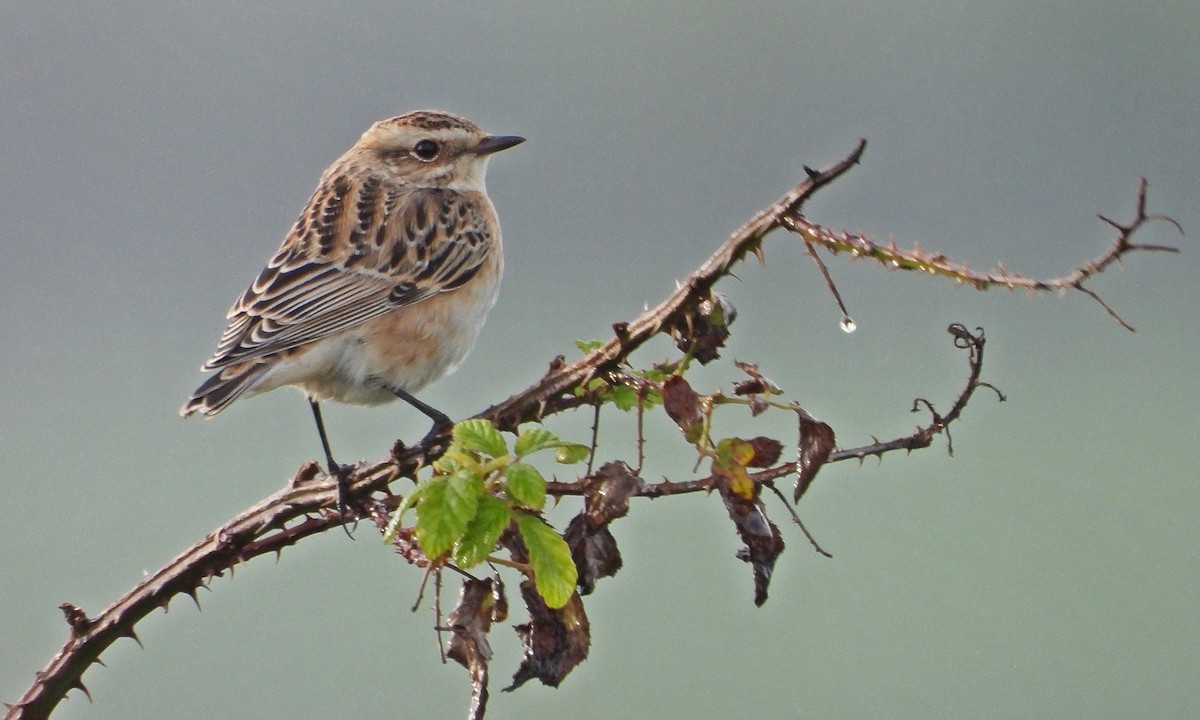 Whinchat - Rui Jorge