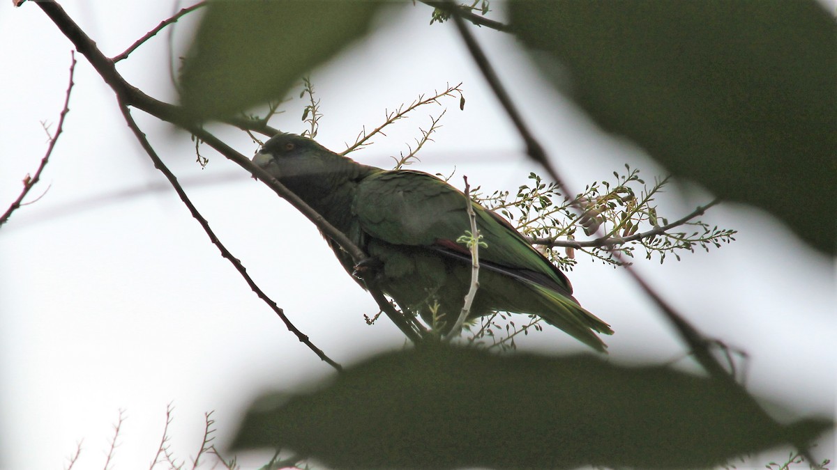 Red-necked Parrot - ML176373521