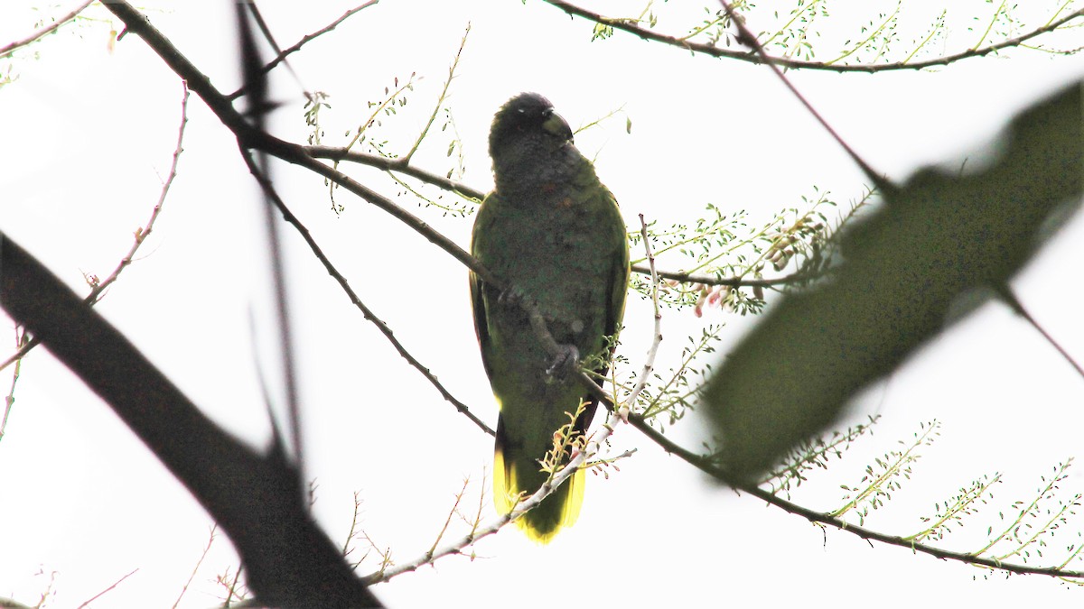 アカノドボウシインコ - ML176373551