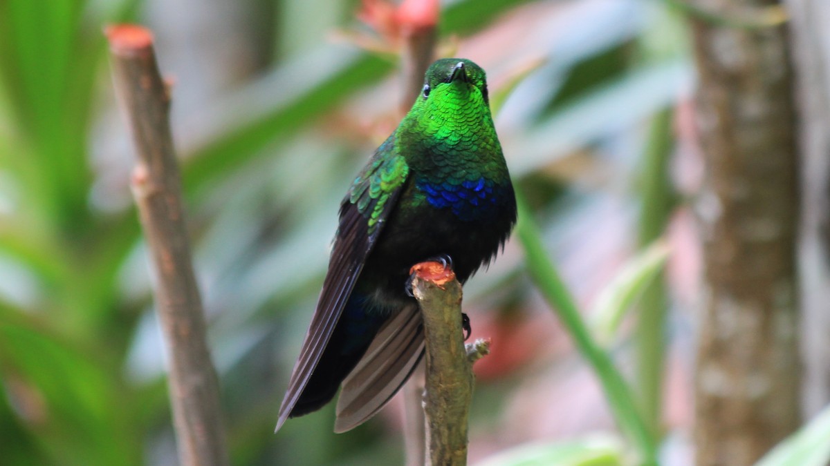 Green-throated Carib - Anonymous