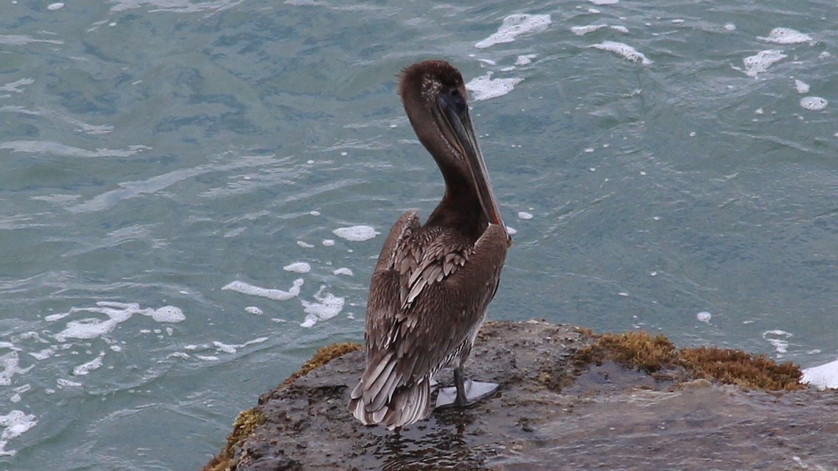 Brown Pelican - ML176373791