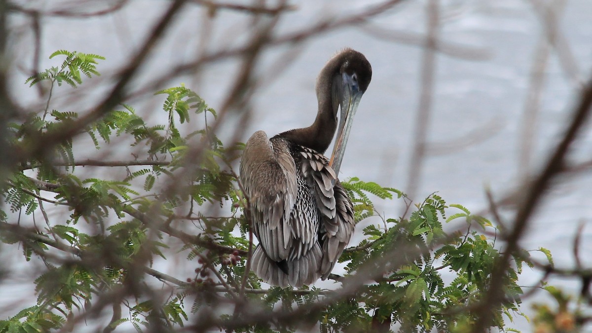 Brown Pelican - ML176373801