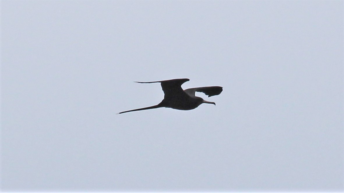 Magnificent Frigatebird - ML176373851