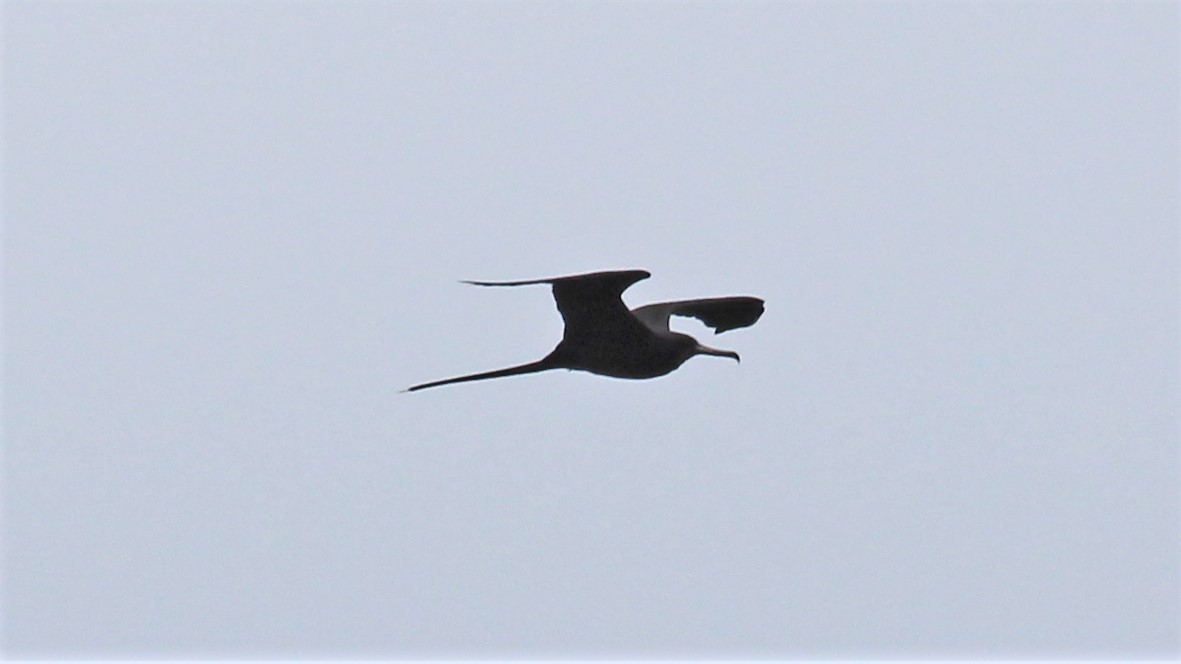 Magnificent Frigatebird - ML176373851