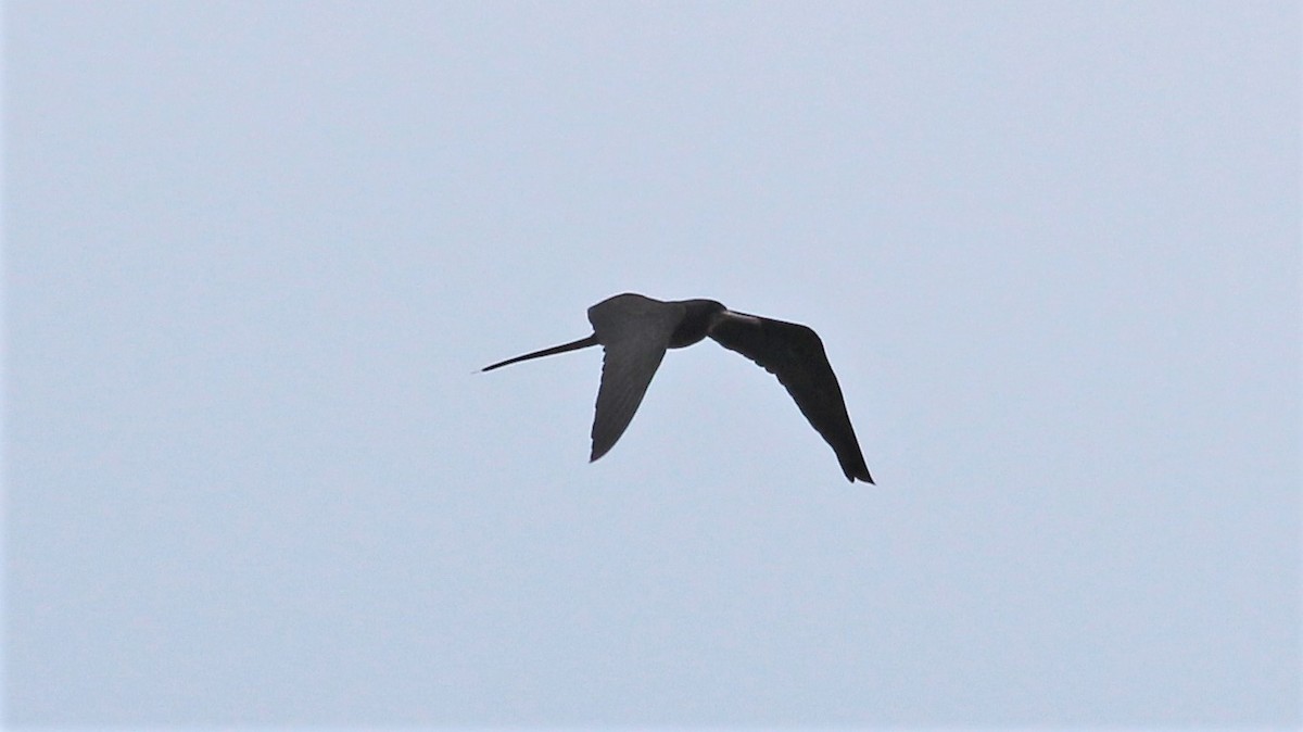 Magnificent Frigatebird - ML176373861