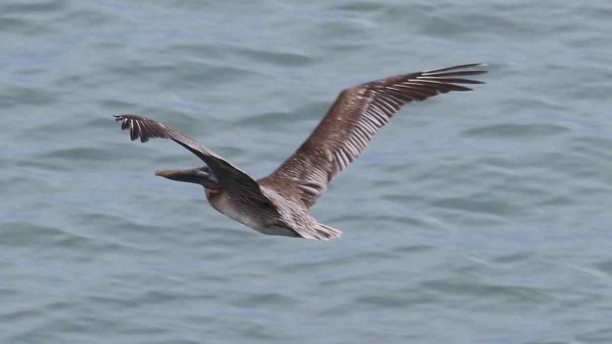 Brown Pelican - ML176374071