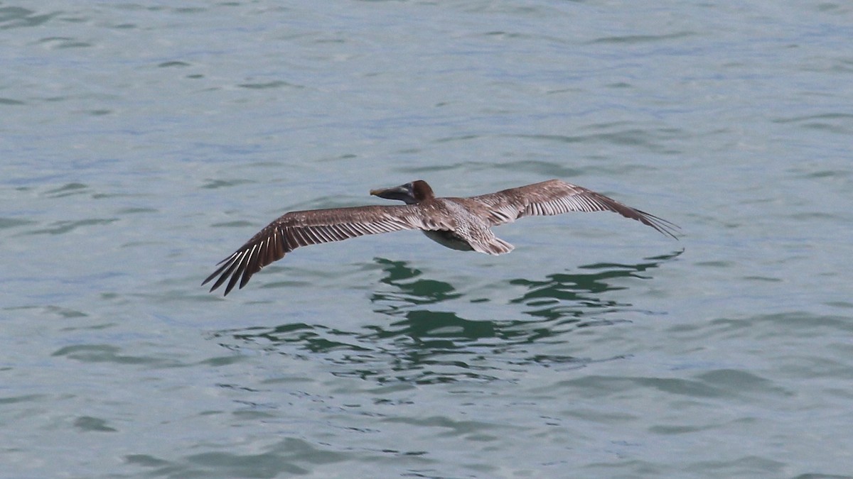 Brown Pelican - ML176374081