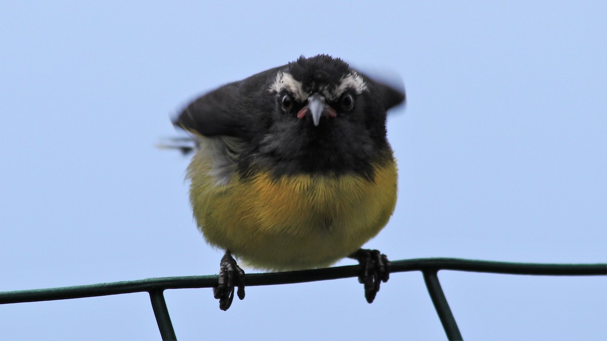 Sucrier à ventre jaune - ML176374121