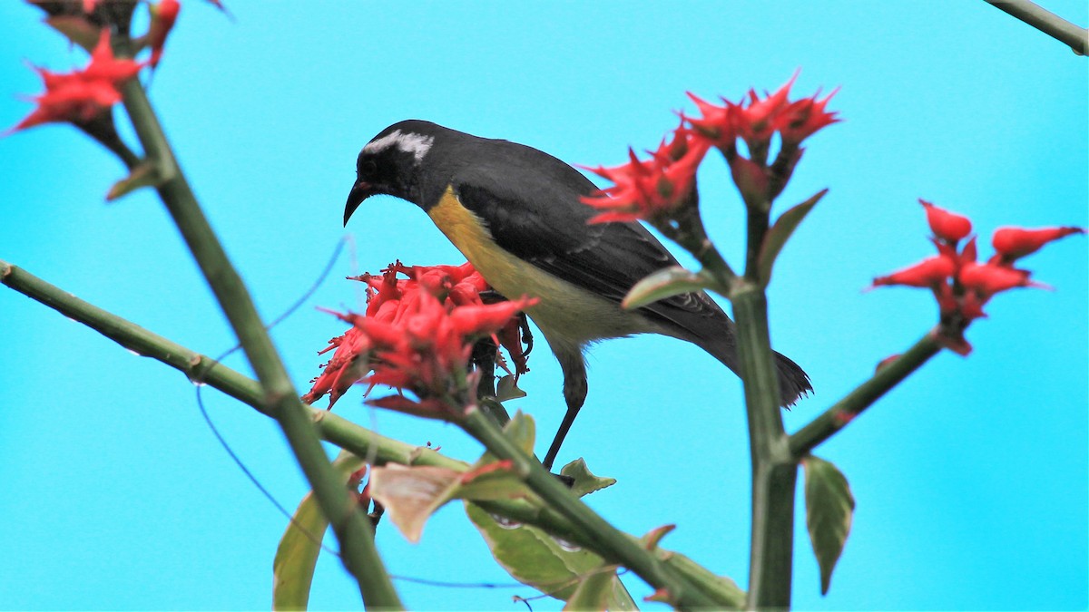 Bananaquit - Anonymous