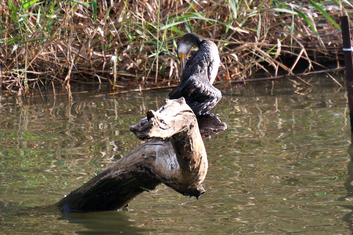 Grand Cormoran (sinensis/hanedae) - ML176374331