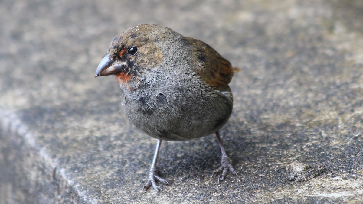 Lesser Antillean Bullfinch - ML176374341