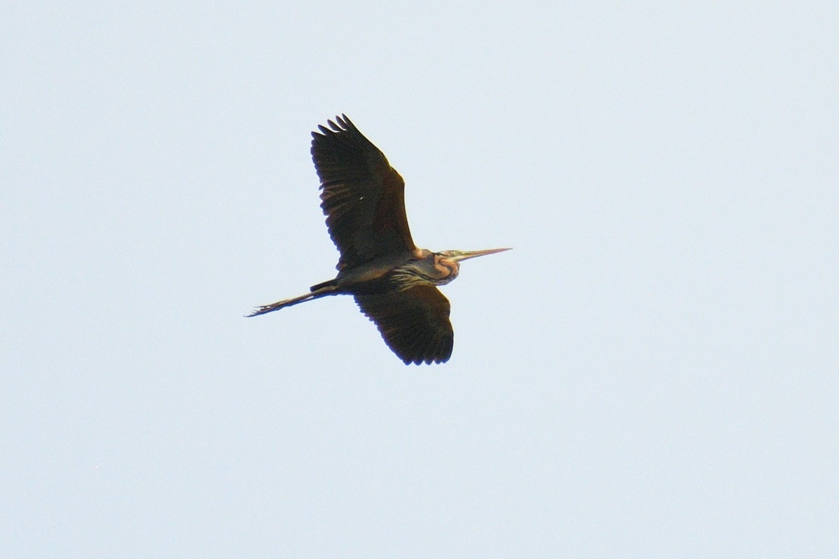 Purple Heron - Hugh Whelan