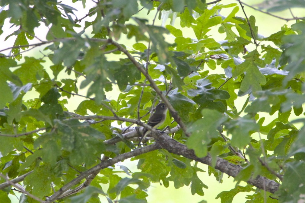 Moucherolle tchébec - ML176377331