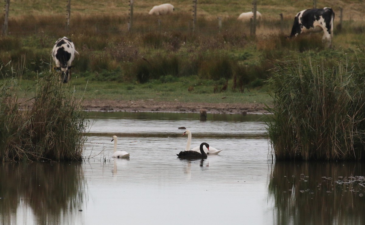 Cygne noir - ML176377671