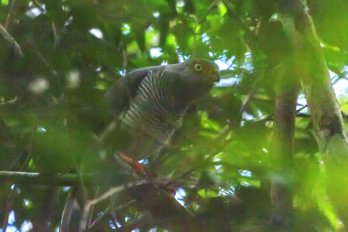 Cryptic Forest-Falcon - Gabriel Bonfa