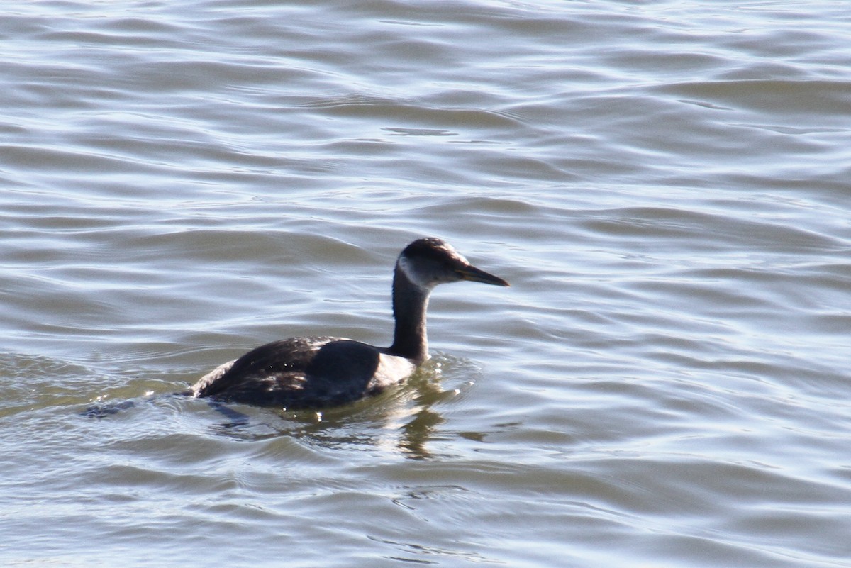 Red-necked Grebe - ML176379761