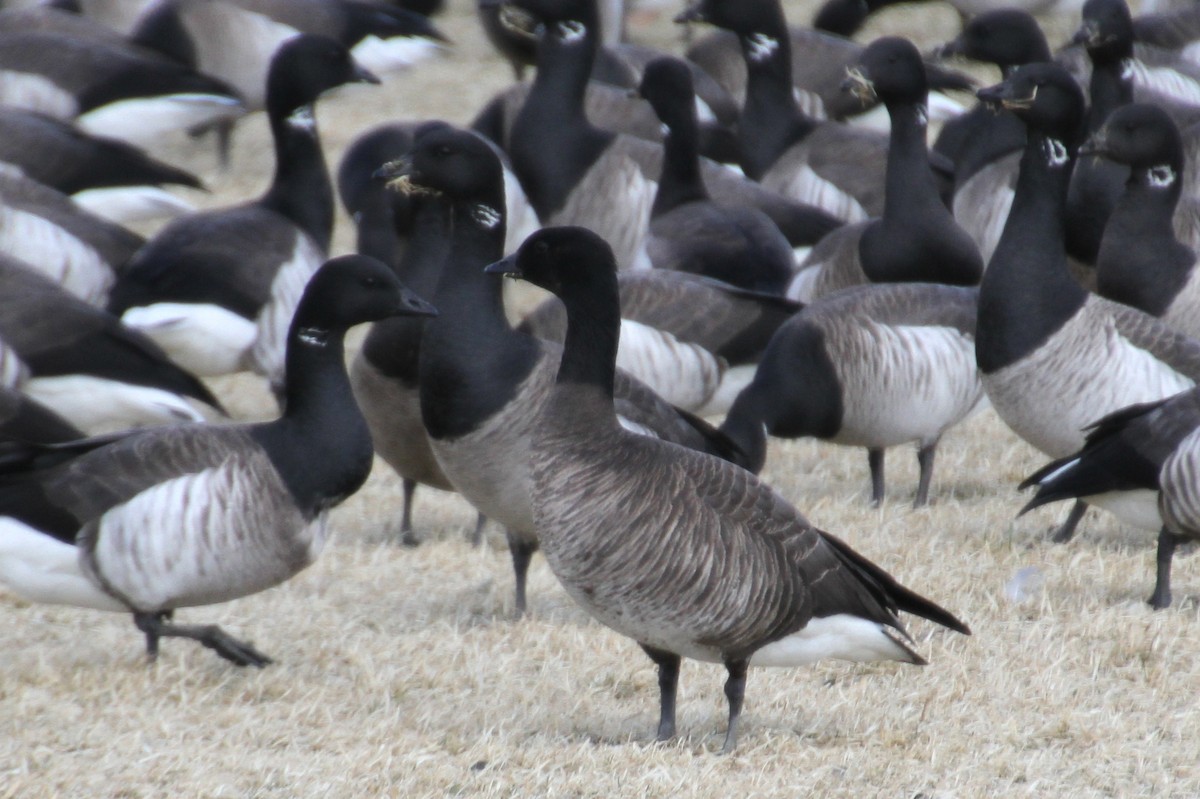 Brant x Cackling Goose (hybrid) - Anya Auerbach