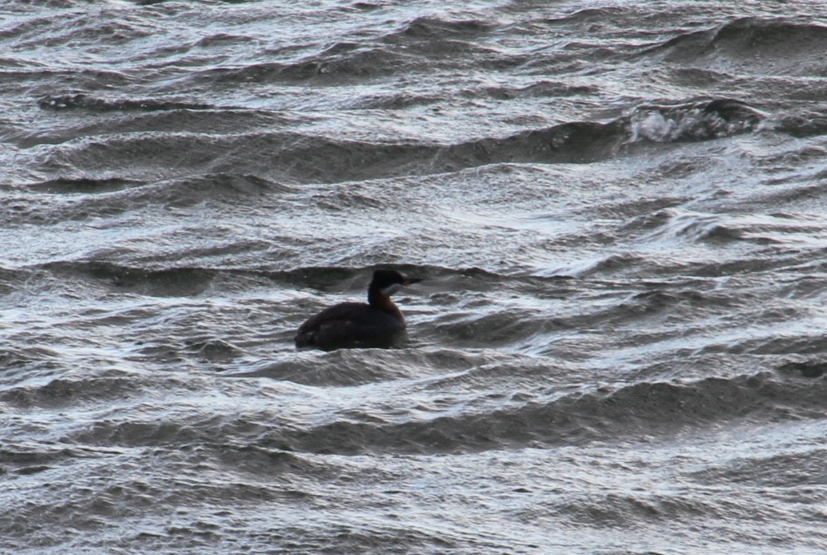 Red-necked Grebe - ML176381691