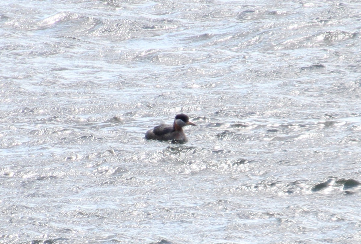 Red-necked Grebe - ML176381701