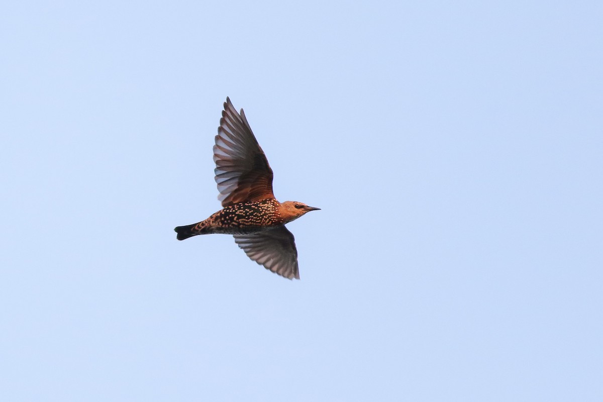 European Starling - ML176381771