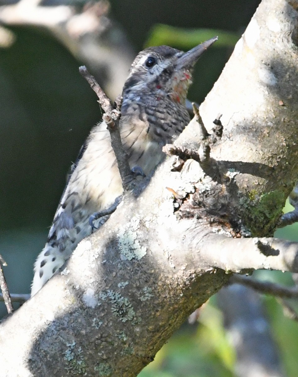 Yellow-bellied Sapsucker - ML176381791