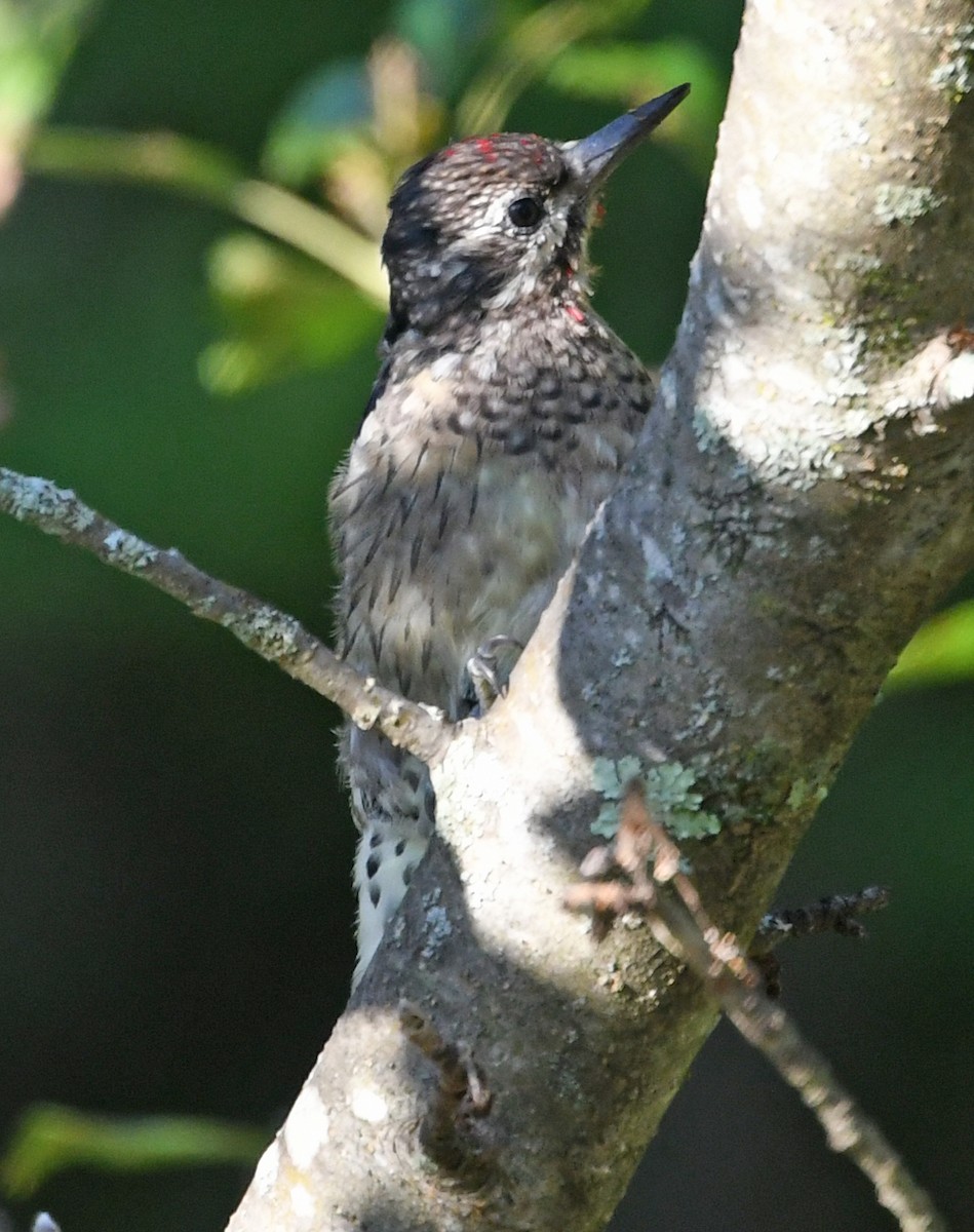 Yellow-bellied Sapsucker - ML176381801