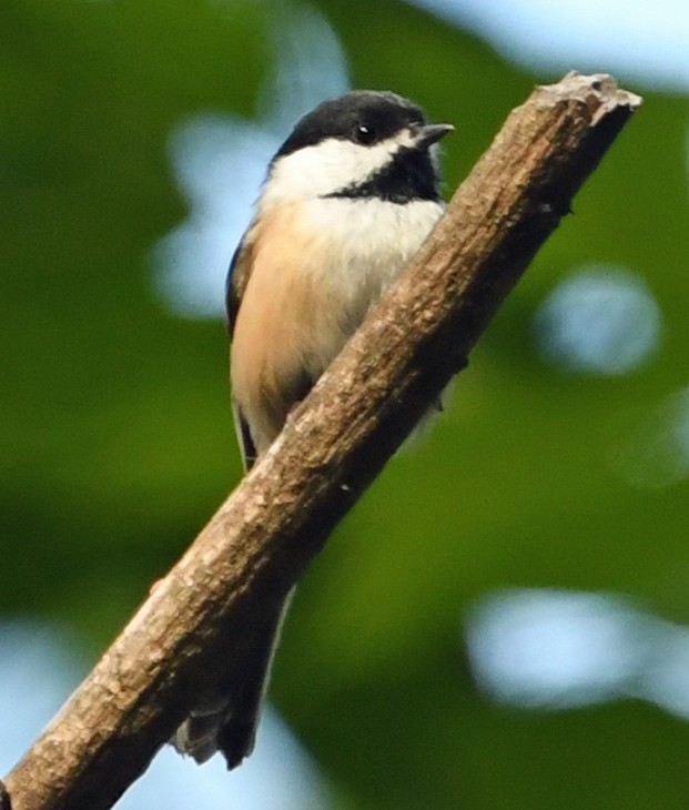 Black-capped Chickadee - ML176381831