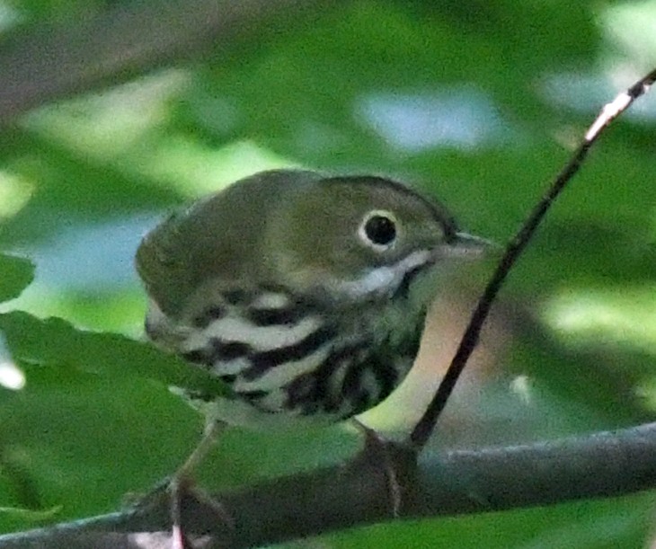 Ovenbird - Richard Taylor