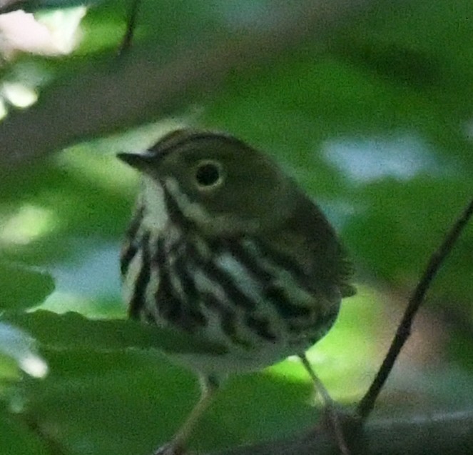 Ovenbird - Richard Taylor