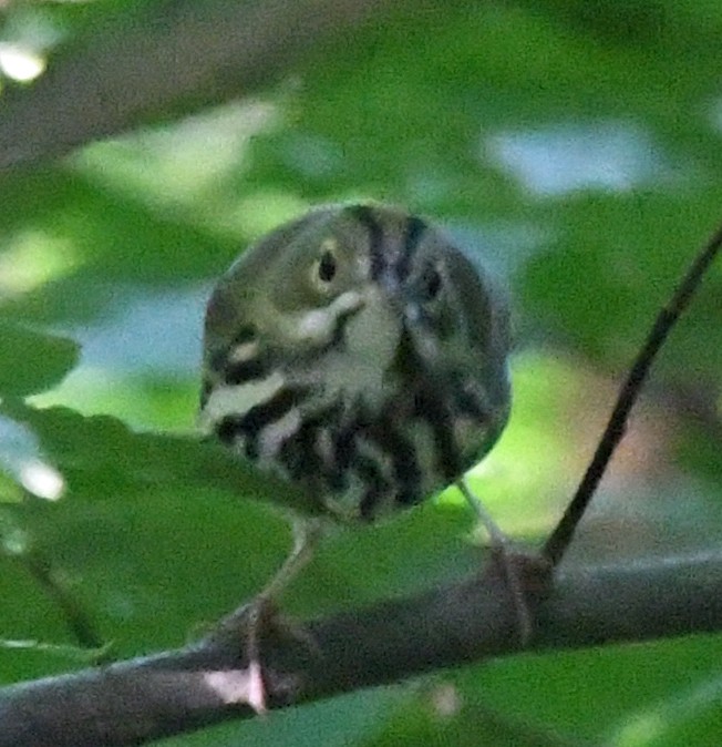 Ovenbird - ML176381971