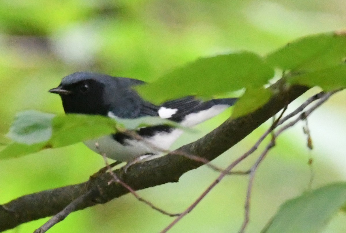 Blaurücken-Waldsänger - ML176382031